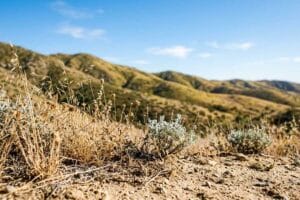Dry golden grasses and silvery sage in the foreground with rolling green-gold hills under a blue sky in inland Riverside County