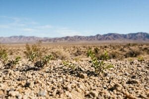 Small desert shrubs on coarse gravel in the foreground with open Mojave scrubland and bare mountains under a blue sky in San Bernardino County