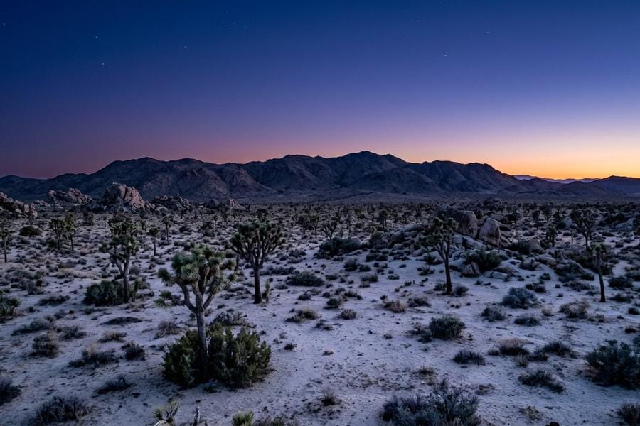 Joshua trees and granite boulders across open high desert under a deep blue post-sunset sky near Twentynine Palms