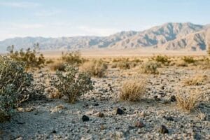 Open desert valley floor with low scrub and dry grass in the foreground and a long rocky range across the horizon in the Coachella Valley