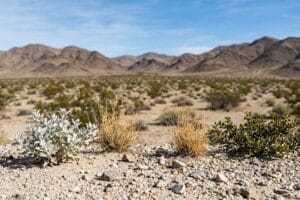 Open Mojave High Desert ground and scrub with bare ridges on the horizon in San Bernardino County